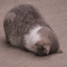 mell Discord emoji