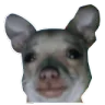 bruhDog bruhDog