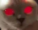 evilcat