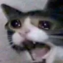 Screaming Crying Cat Discord Emoji