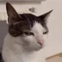 SideEyeCat2 Discord Emoji