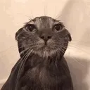 SoggySatCat Discord Emoji
