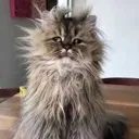 Tired Cat TiredCat Discord Emoji