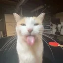 SillyGoofyCat Discord Emoji