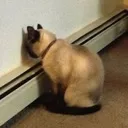 UpsetCat Discord Emoji