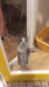 cat_happy