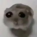 sad_cat sad_cat