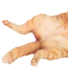 cat_1