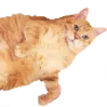 cat_2