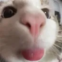 sillycatcloseup sillycatcloseup