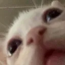 wut