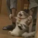 catdragged