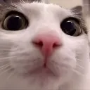car_stare