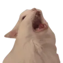 kittyscream