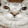 enta_cat enta_cat
