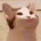 catpop