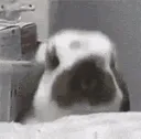 d_