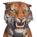 tigerGrowl