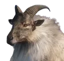 tahr
