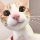 smileycat