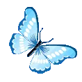 bluebutterfly