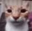 meowgif