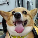 73333foxsmile Discord Emoji