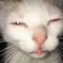 Sleepykitty sleepykitty Discord Emoji