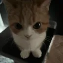 catangy catangy