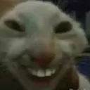 xdd xdd