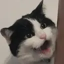 Hisscat Hisscat