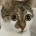 CatShock