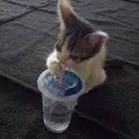 sippycup