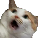 yggy_catreeeeee