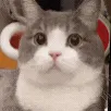 meow meow