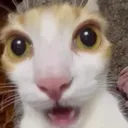 whatnoway
