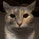 cat_stare