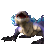 stormhideani