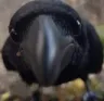 crow