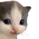 1103346939560472649