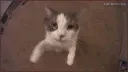 catkiss