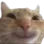 happycat