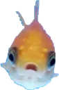 shock_fish