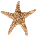 starfish