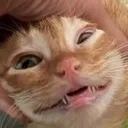 cateek cateek
