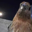 henhawk