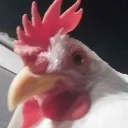 hen