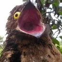 AAAAA