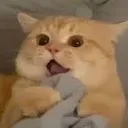 cat9 cat9