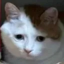 cat_sad_what
